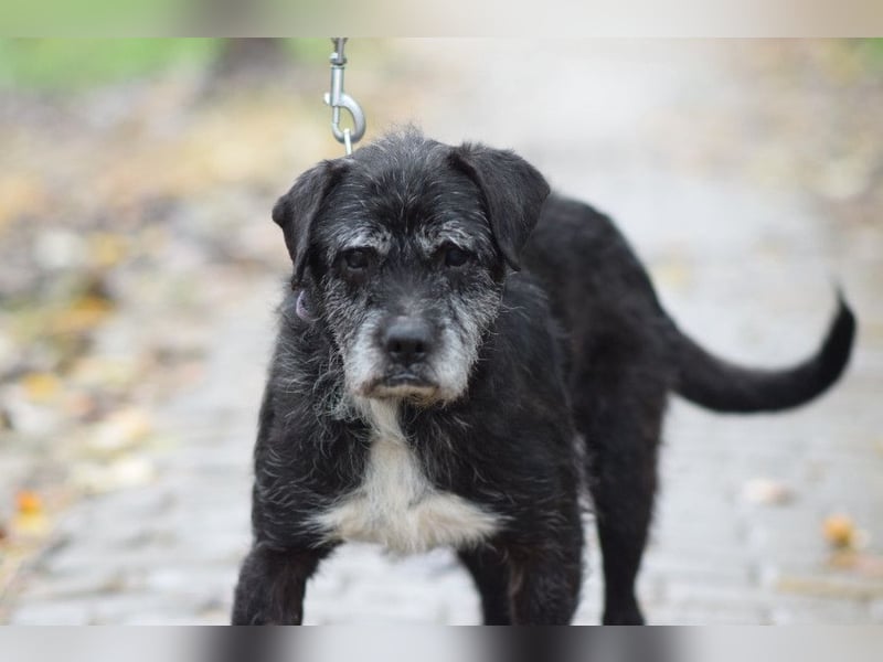 Opa Kalmann - liebevoller, aufgeschlossener und freundlicher Senior