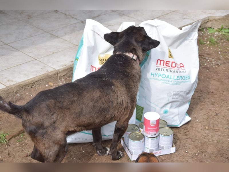 Kotangens - ruhige unauffällige Hundedame sucht Menschen mit Herz