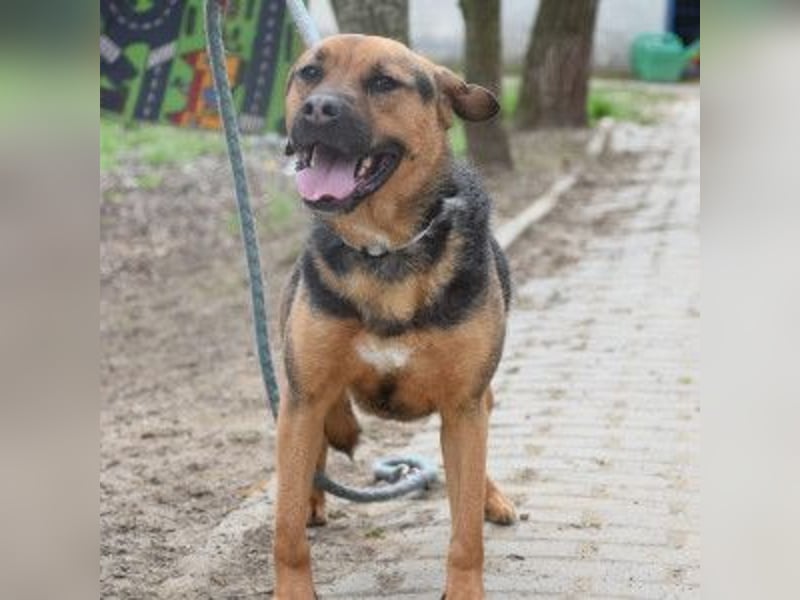 Persil - liebt es gekrault und gekuschelt zu werden, neugierig & freundlich