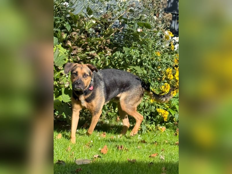 Persil - auf PS in 53797 Lohmar - sanfter Herzenshund,  liebt es gekrault und gekuschelt zu werden