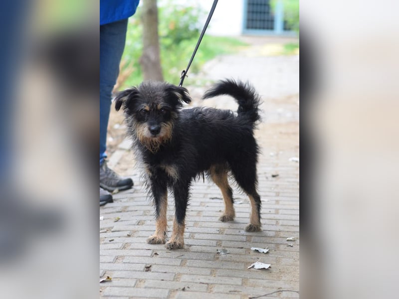 Picknick - lernfähiger Rüde der anfangs etwas schüchtern ist