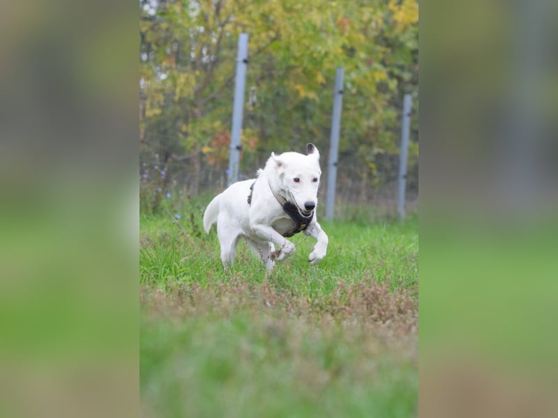 Cindy - aufgeschlossene, verschmuste Hündin die fast nichts mehr hört