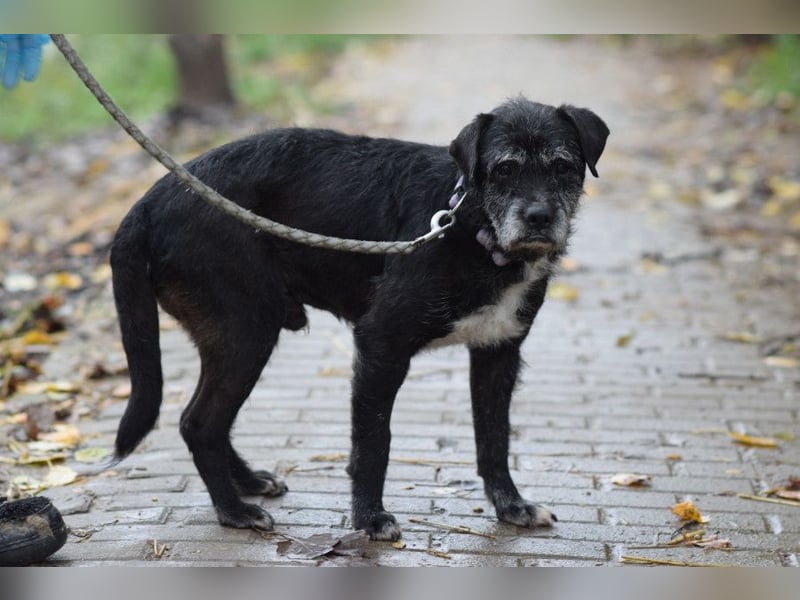 Opa Kalmann - liebevoller, aufgeschlossener und freundlicher Senior