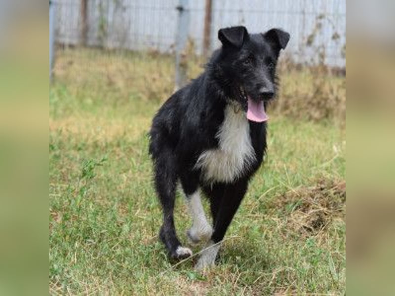 Magnus - freundlicher Rüde der wissbegierig ist und noch viel lernen möchte