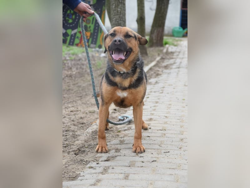 Persil - liebt es gekrault und gekuschelt zu werden, neugierig & freundlich