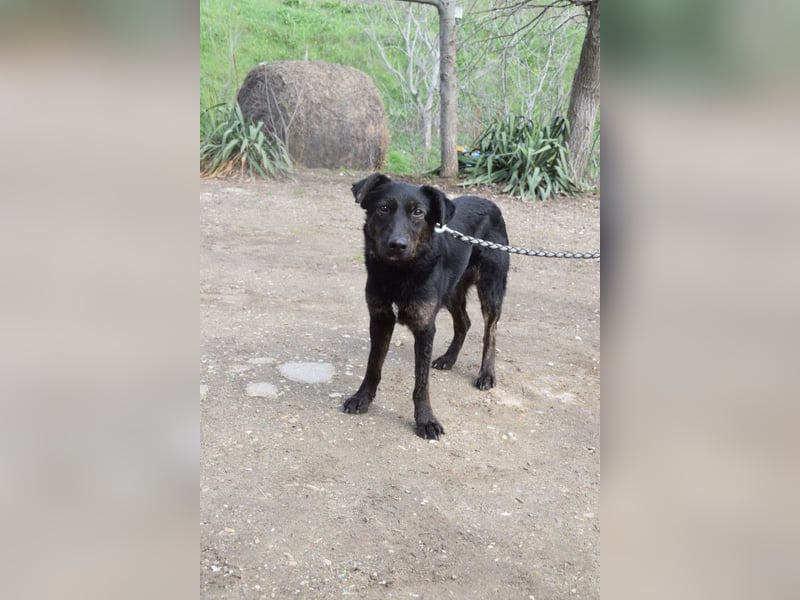 Dori - freundliche Hündin die anfangs etwas schüchtern ist