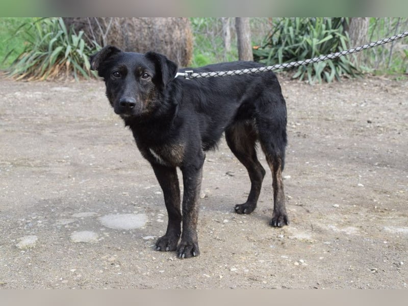 Dori - freundliche Hündin die anfangs etwas schüchtern ist