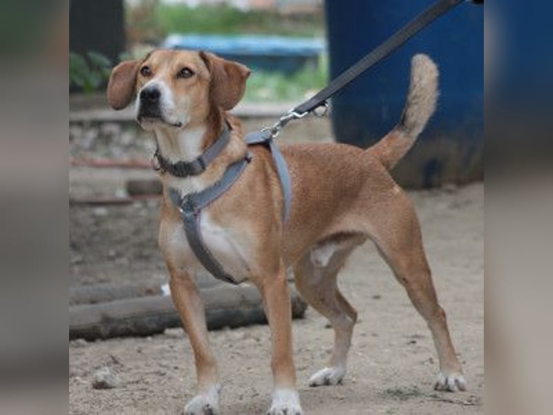 Ludwig - benötigt viel Zeit um Vertrauen zu fassen