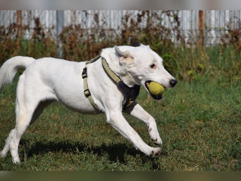 Cindy - aufgeschlossene, verschmuste Hündin die fast nichts mehr hört