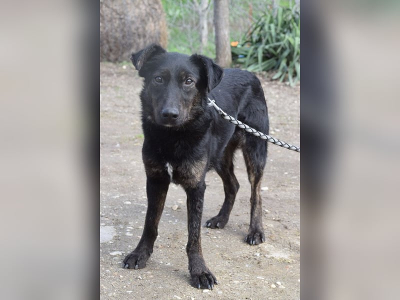 Dori - freundliche Hündin die anfangs etwas schüchtern ist