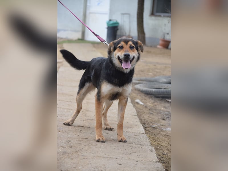 Dorci - freundliche und verschmuste Mischlingshündin