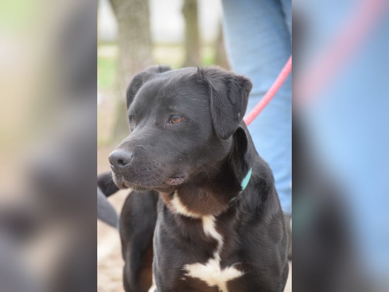 Asterix - lebhafter, freundlicher Rüde mit viel Lebensfreude