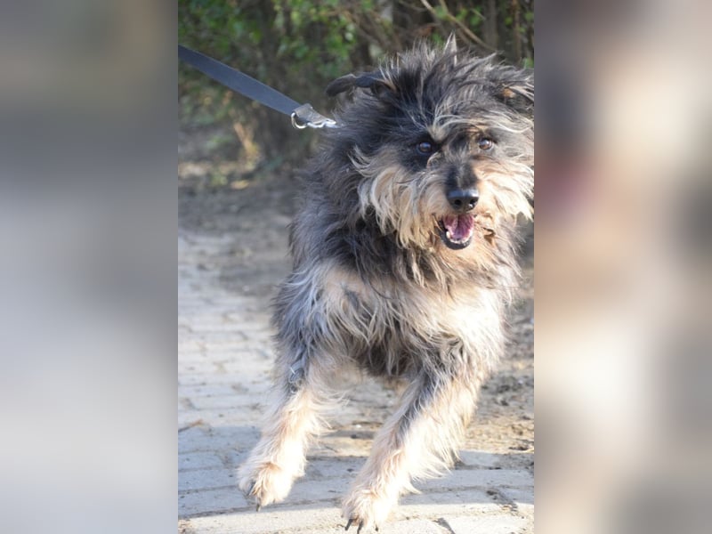 Timmy - freundlich, verschmuster Rüde der die Nähe der Menschen genießt