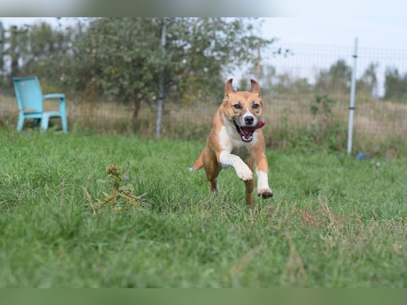 Caroline - menschenbezogene Hündin die ein sportliches Zuhause sucht