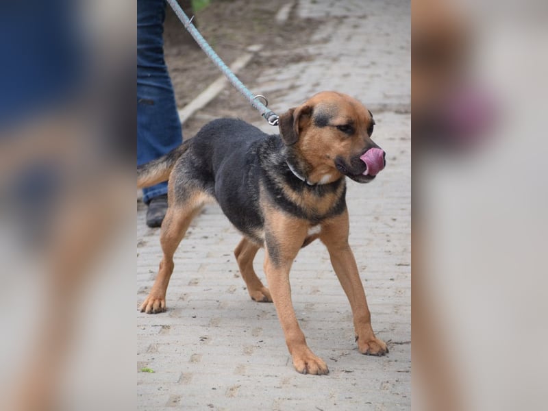 Persil - liebt es gekrault und gekuschelt zu werden, neugierig & freundlich