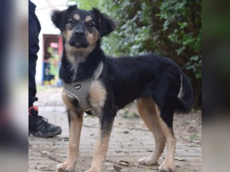 Rose - erobert alle mit ihrer süßen und freundlichen Art