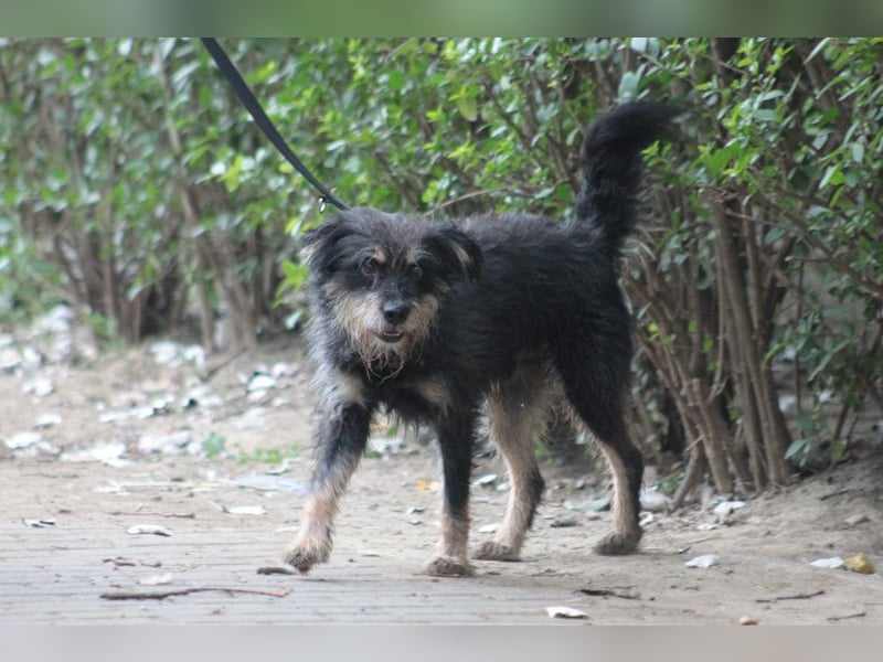 Picknick - lernfähiger Rüde der anfangs etwas schüchtern ist