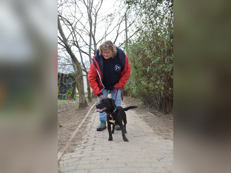 Asterix - lebhafter, freundlicher Rüde mit viel Lebensfreude