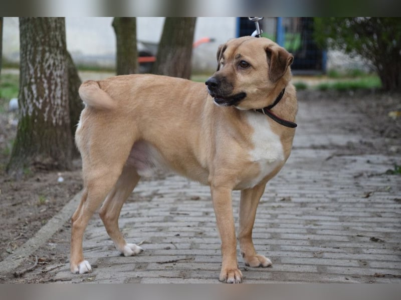 Popeye - charmanter, liebenswerter, toller Rüde