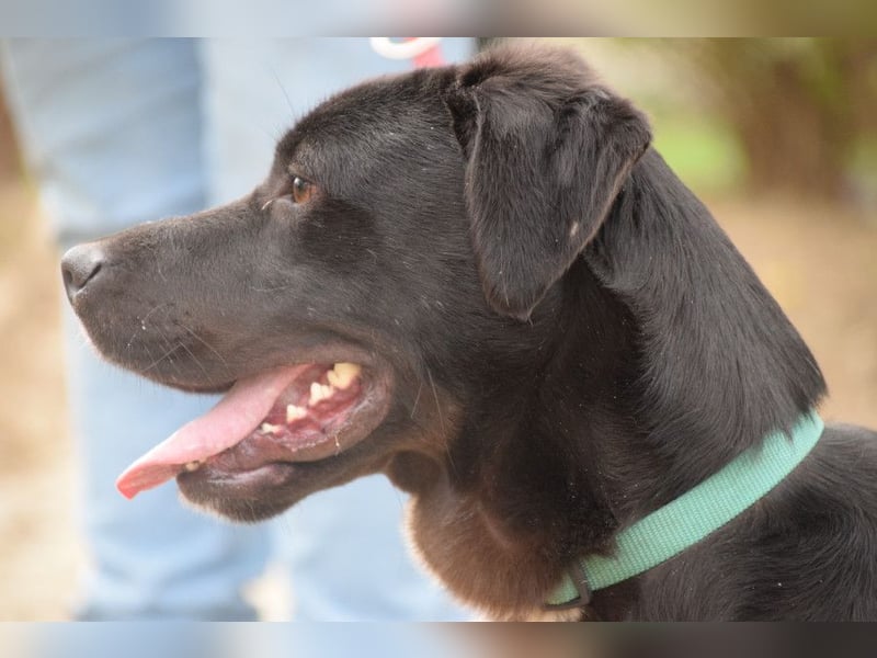 Asterix - lebhafter, freundlicher Rüde mit viel Lebensfreude