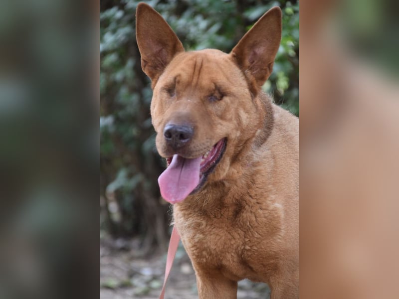 Solo - auf PS in 53894 Mechernich - liebe, nette, blinde Hündin die sicher und selbstbewußt ist