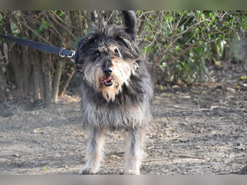 Timmy - freundlich, verschmuster Rüde der die Nähe der Menschen genießt