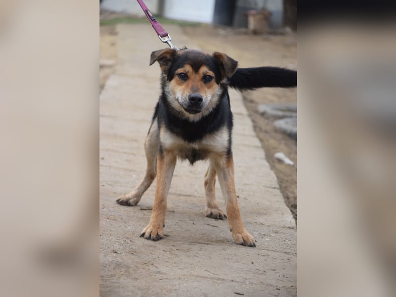 Dorci - freundliche und verschmuste Mischlingshündin