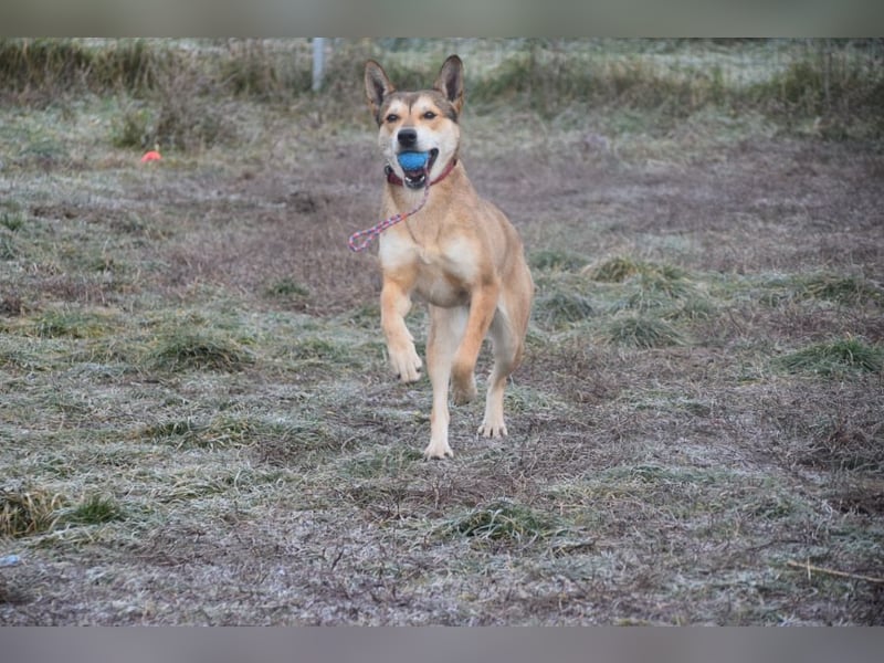 Madita - fröhliche, agile Junghündin die noch die Welt entdecken möchte