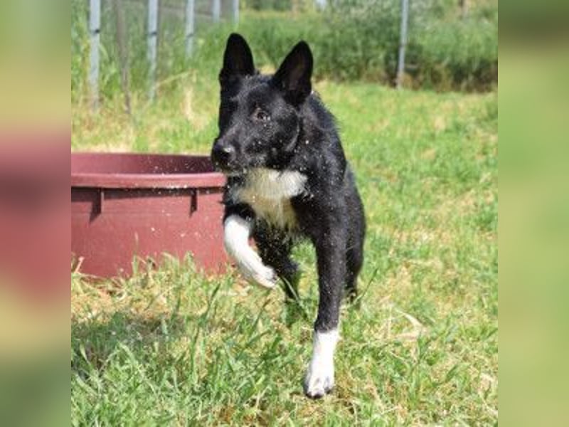 Magnus - freundlicher Rüde der wissbegierig ist und noch viel lernen möchte