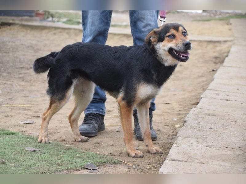 Dorci - freundliche und verschmuste Mischlingshündin