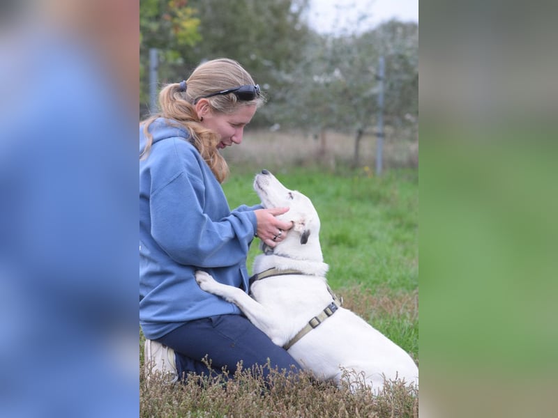Cindy - aufgeschlossene, verschmuste Hündin die fast nichts mehr hört