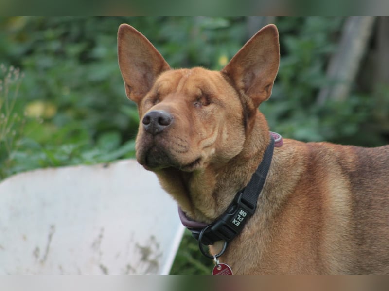 Solo - auf PS in 53894 Mechernich - liebe, nette, blinde Hündin die sicher und selbstbewußt ist