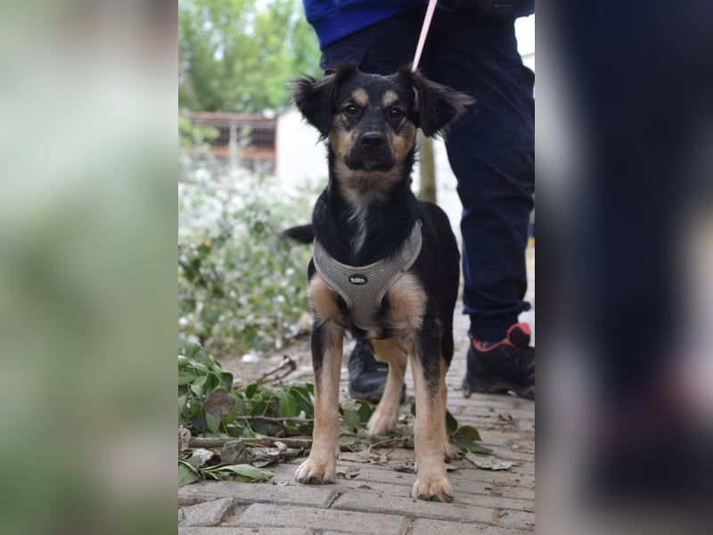 Rose - erobert alle mit ihrer süßen und freundlichen Art