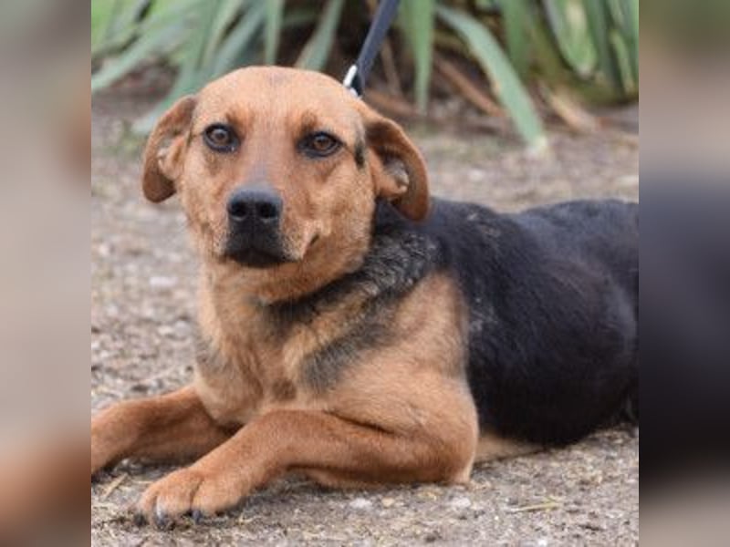 Georgina - freundliche, verschmuste Hündin die uns Menschen mag