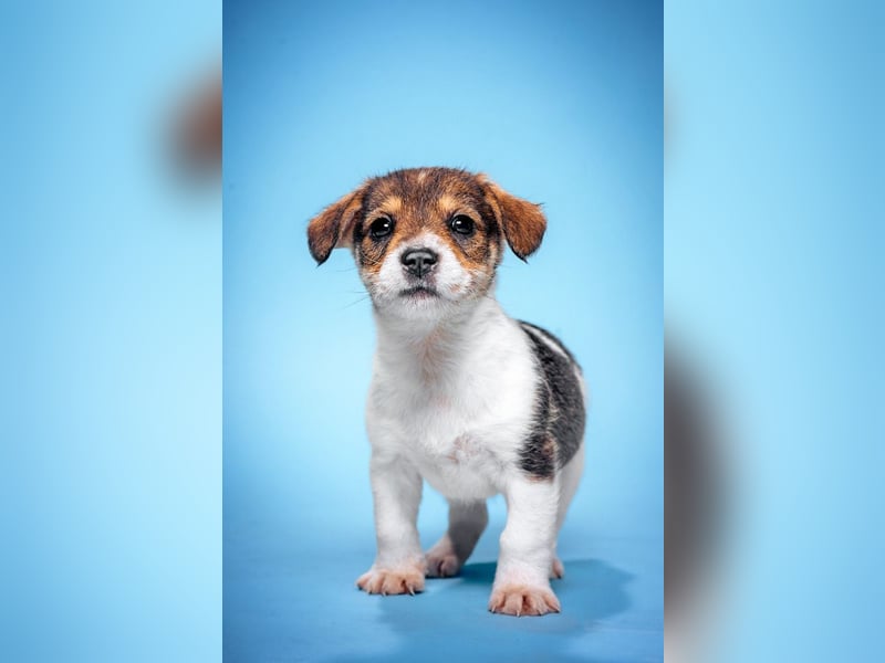 Vonny - lernfreudig, aufgeschlossen, verschmust & neugierig