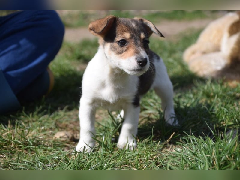 Vonny - lernfreudig, aufgeschlossen, verschmust & neugierig