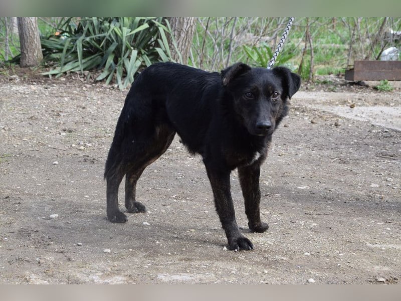 Dori - freundliche Hündin die anfangs etwas schüchtern ist
