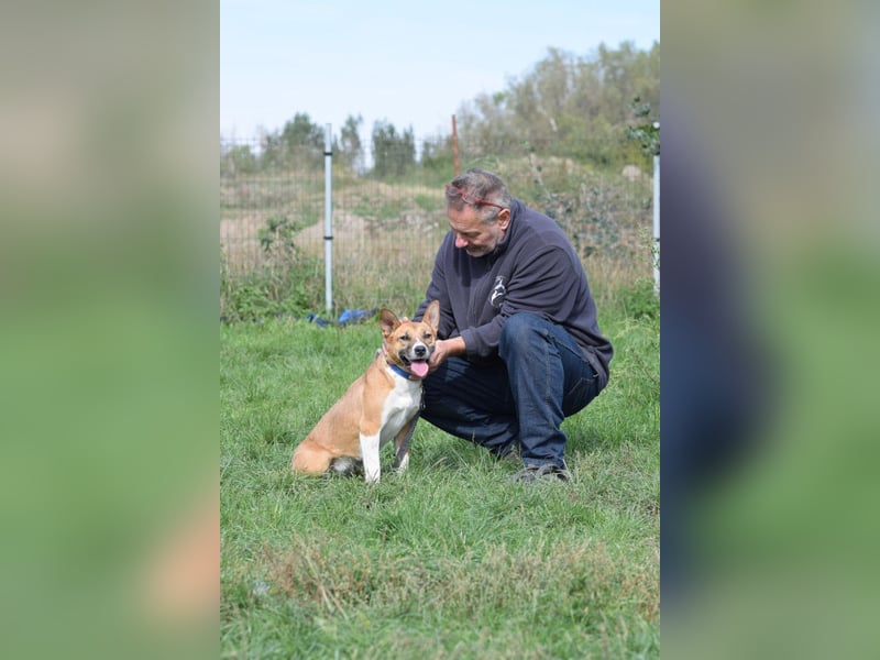 Caroline - menschenbezogene Hündin die ein sportliches Zuhause sucht