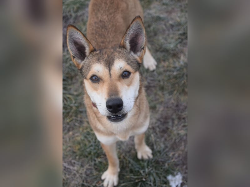 Madita - fröhliche, agile Junghündin die noch die Welt entdecken möchte