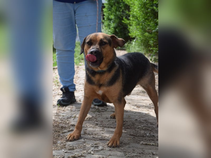 Persil - auf PS in 53797 Lohmar - sanfter Herzenshund,  liebt es gekrault und gekuschelt zu werden