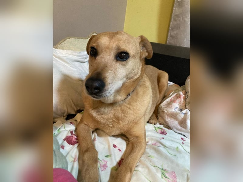 Rosi - verträgliche Hündin, die Zeit und Geduld benötigt