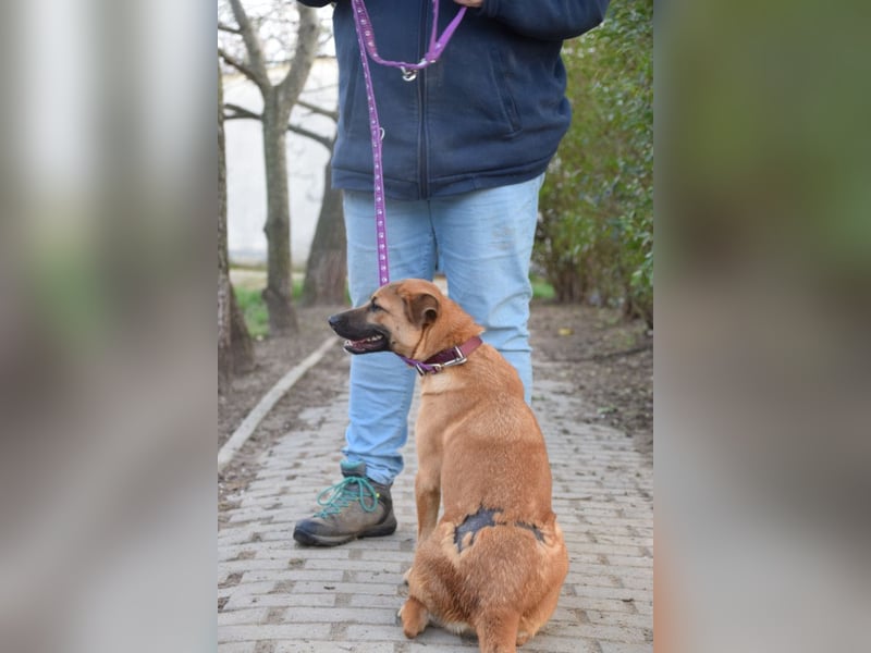 Nady - fröhliche, verspielte junge Hündin die neugierig auf das Leben ist