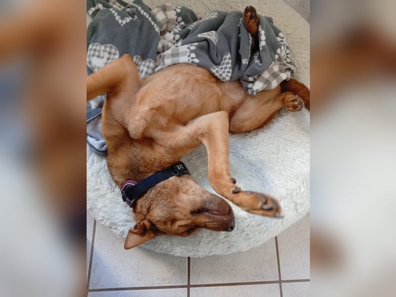 Solo - auf PS in 53894 Mechernich - liebe, nette, blinde Hündin die sicher und selbstbewußt ist