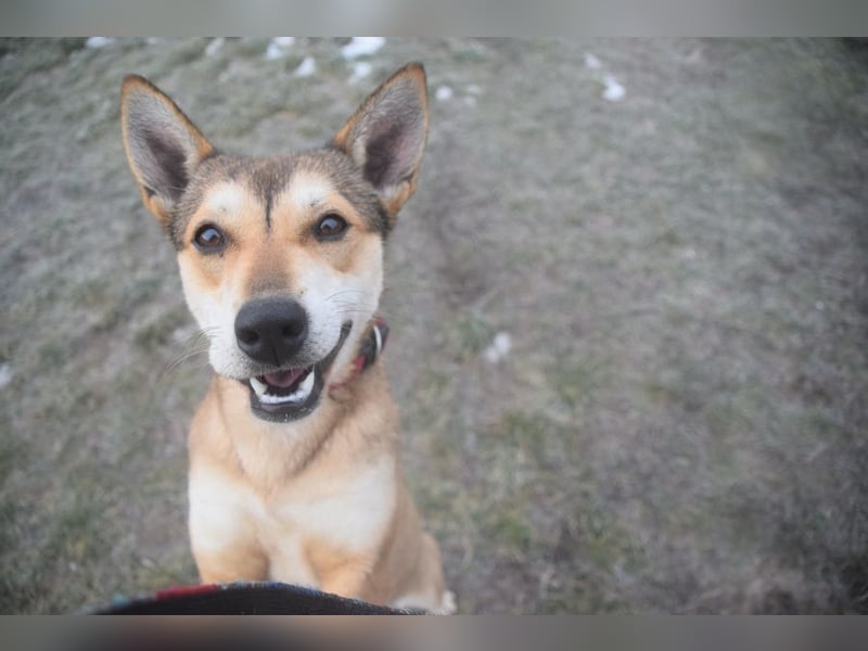 Madita - fröhliche, agile Junghündin die noch die Welt entdecken möchte