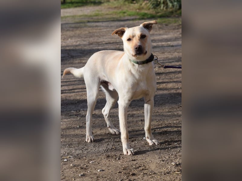 Lesco - charmanter Rüde mit liebevollem und verschmustem Charakter