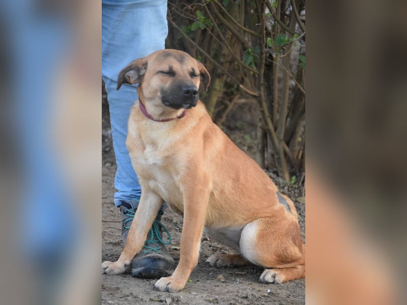 Nady - fröhliche, verspielte Junghündin die neugierig auf das Leben ist