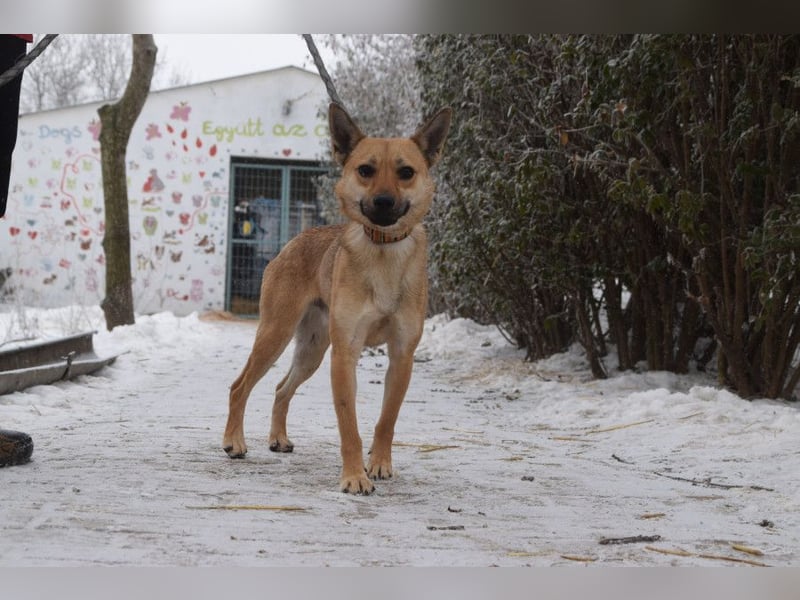 Kimo - lieber, verschmuster Junghund der schon einiges gelernt hat
