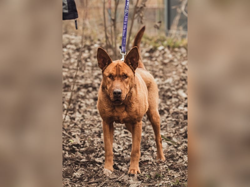 Solo - auf PS in 53894 Mechernich - liebe, nette, blinde Hündin die sicher und selbstbewußt ist