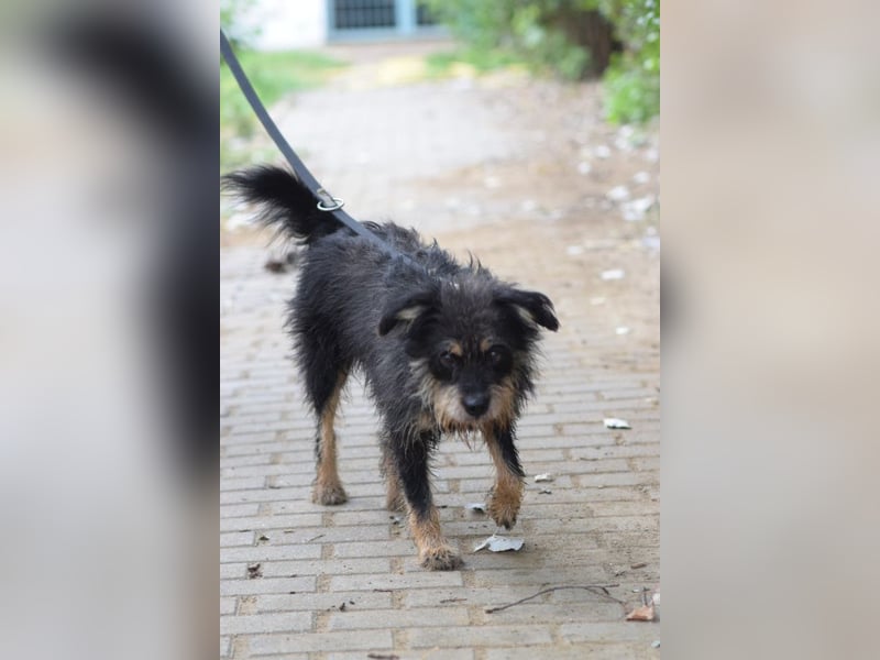 Picknick - lernfähiger Rüde der anfangs etwas schüchtern ist