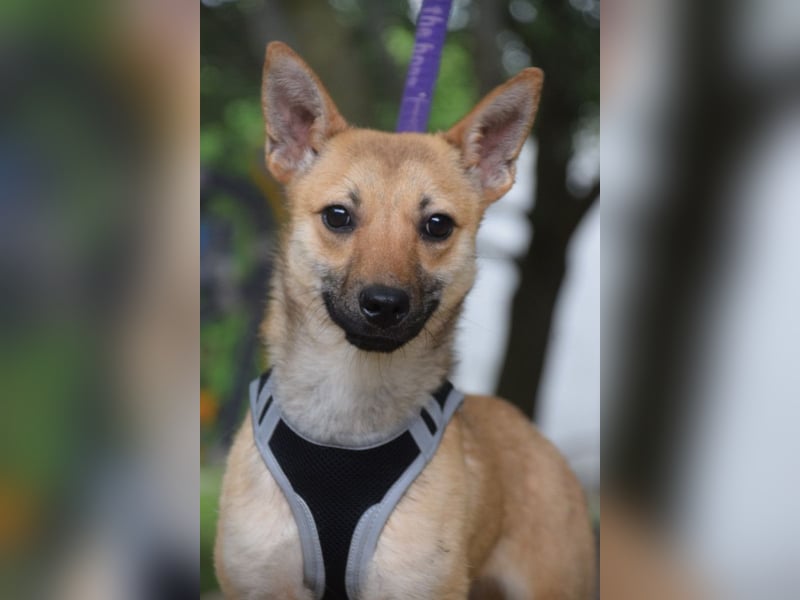 Kimo - lieber, verschmuster Junghund der schon einiges gelernt hat